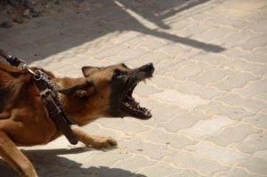 Read more about the article Kako se odbraniti od pasa prilikom trčanja